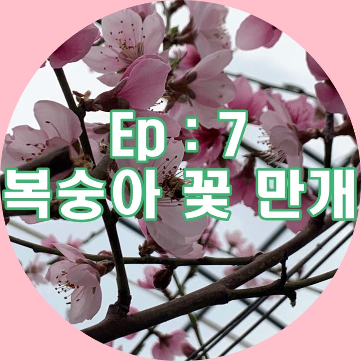 Ep7 : 수선화, 복숭아 개화 / 고구마 싹 근황 / 꿀벌 입양 / 파쇄기 사용