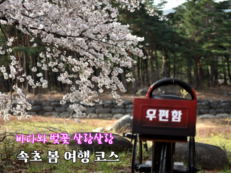 「속초 봄 여행 코스 」 벚꽃과 봄바다를 즐길수 있는 속초 상도문 돌담마을, 대포항, 대포항 전망대, 영랑호, 영랑호수윗길, 영금정 속초 봄여행지 추천 「속초 봄 여행 코스 」 벚꽃과 봄바다를 즐길수 있는 속초 상도문 돌담마을, 대포항, 대포항 전망대, 영랑호, 영랑호수윗길, 영금정 속초 봄여행지 추천