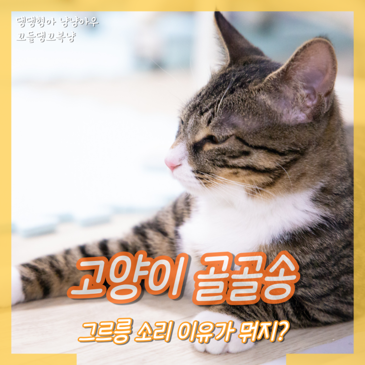  고양이 그르릉 소리, 골골송을 부르는 이런 이유도 있어?