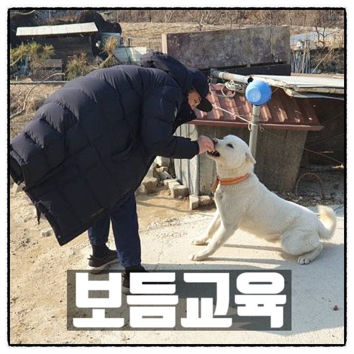 보듬컴퍼니 보듬교육 보호자가 직접 진행하는 반려견훈련 프로그램 보듬컴퍼니 보듬교육 보호자가 직접 진행하는 반려견훈련 프로그램