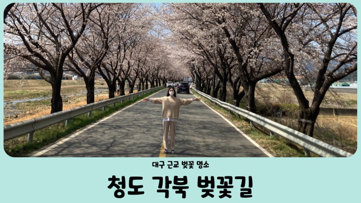  청도 이서교 각북 벚꽃길 (청도 벚꽃 개화 상황 4월 2일)