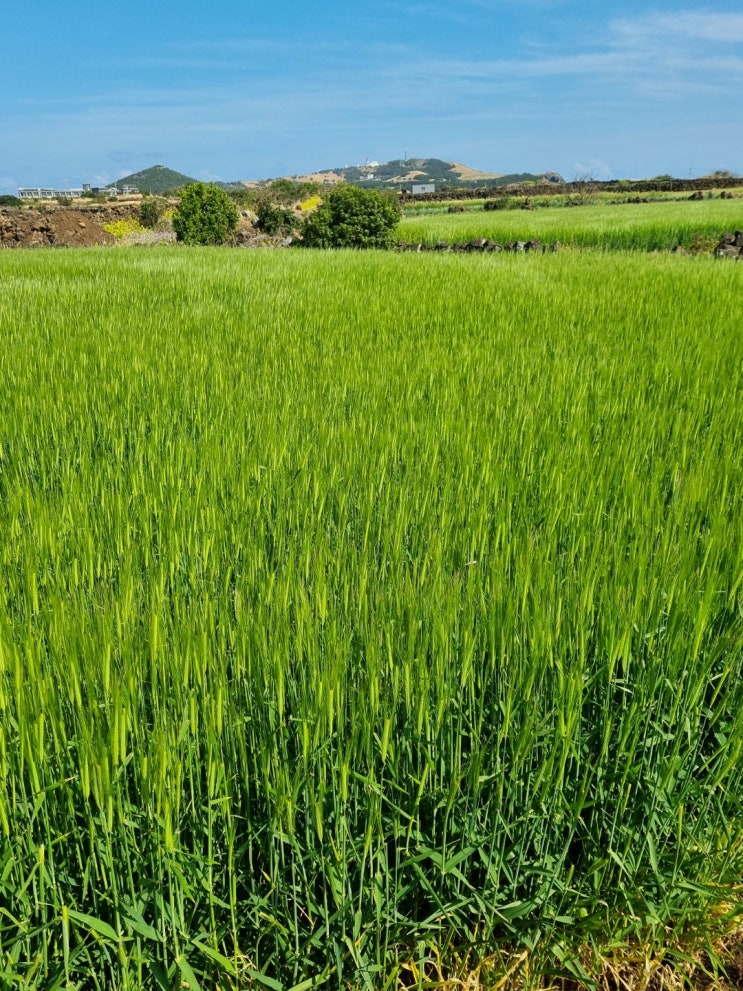 성산 일출봉과 우도 풍경들