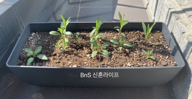 [노지월동 식물] 백합 구근, 꽃범의꼬리, 당년지 수국 엔드리스썸머