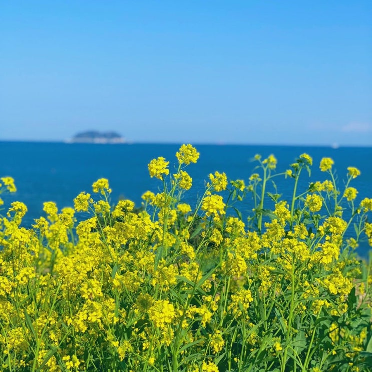 거제 학동 벚꽃길 / 학동 내촐 유채꽃밭 4/2일 개화 상황