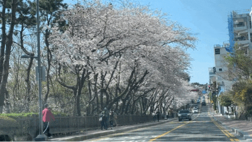 현재 부산 달맞이길 벚꽃 실시간 풍경 드라이브 하러갔는데 만개한 꽃이 너무나 예뻐서 들뜨는 토요일입니다! 현재 부산 달맞이길 벚꽃 실시간 풍경 드라이브 하러갔는데 만개한 꽃이 너무나 예뻐서 들뜨는 토요일입니다!