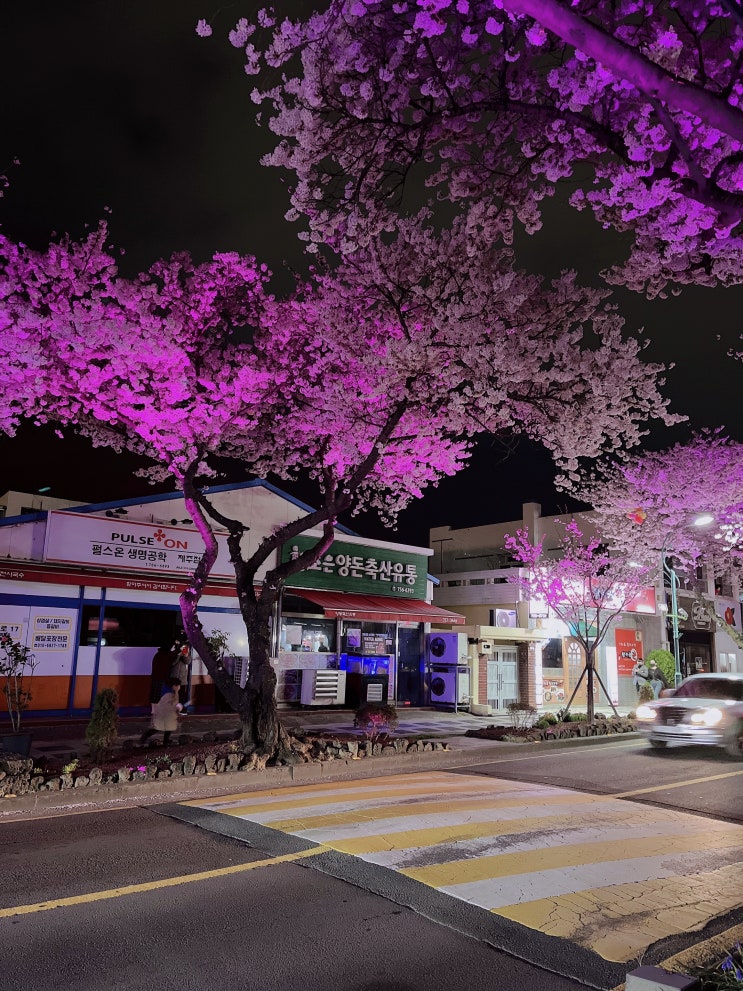  제주 벚꽃명소 드라이브 전농로 왕벚꽃거리, 녹산로 유채꽃도로, 제주대벚꽃길