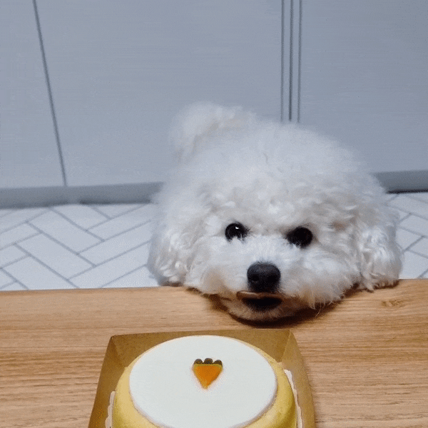  담무네 수제간식, 강아지 생일 케이크로 좋은 당근 케이크