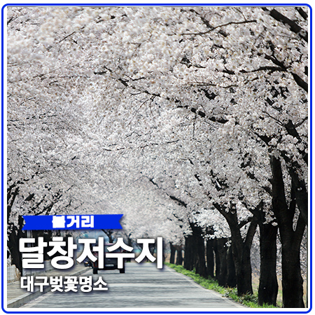 달창저수지 대구 근교 벚꽃 명소 절정 달창저수지 대구 근교 벚꽃 명소 절정