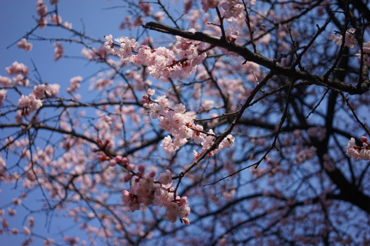 봄 그리고 벚꽃(Sony A7M2, FE 35mm 2.8za)