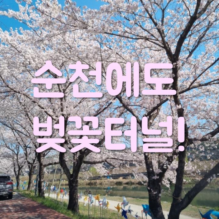  순천 벚꽃길 명소, 서천 벚꽃터널 & 바람개비 동산
