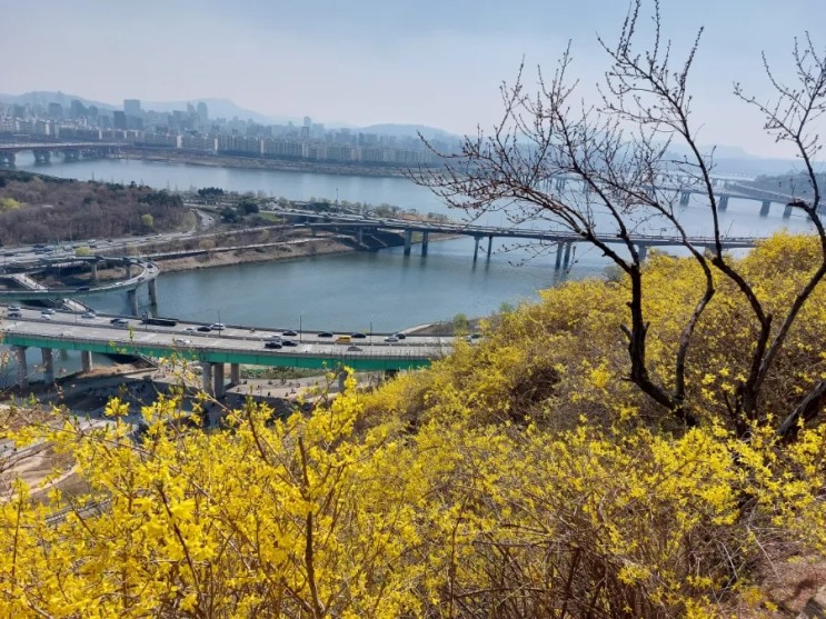 서울 갈만한곳 응봉산 개나리산 개나리꽃 만개