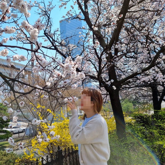 여의도 벚꽃 실시간 개화, 만개한 벚꽃길을 즐길수있는 서울벚꽃명소