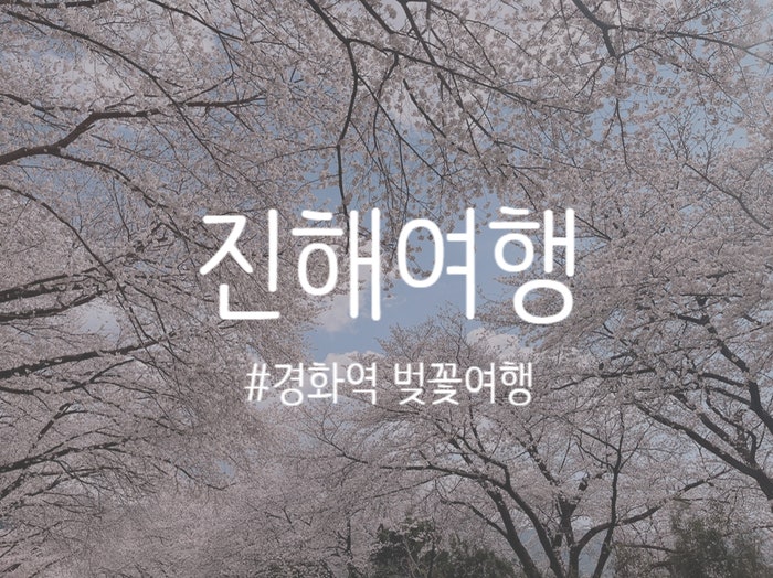 [경남/창원] 진해 경화역 벚꽃 실시간 ! 무료주차장 정보