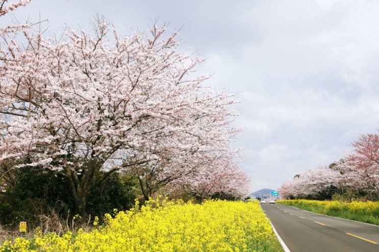 제주도  봄  여행       녹산로유채꽃도로 가시리유채꽃