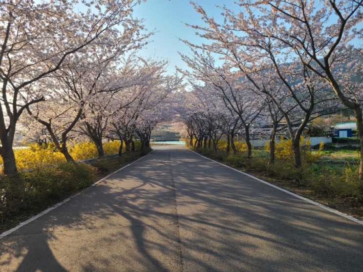 [전남-여수] 벚꽃이 활짝 - 여수승월마을(서덕리교회 네비찍고~)