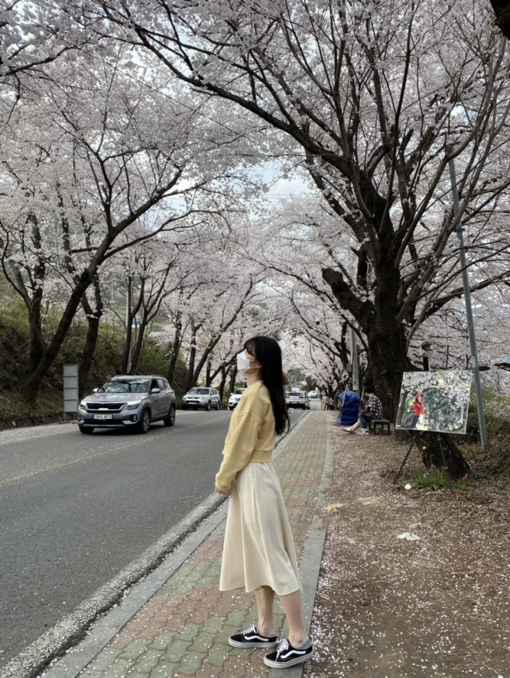  하동 벚꽃: 하동 십리벚꽃길(경남 벚꽃명소) 차타고 가기 좋은곳