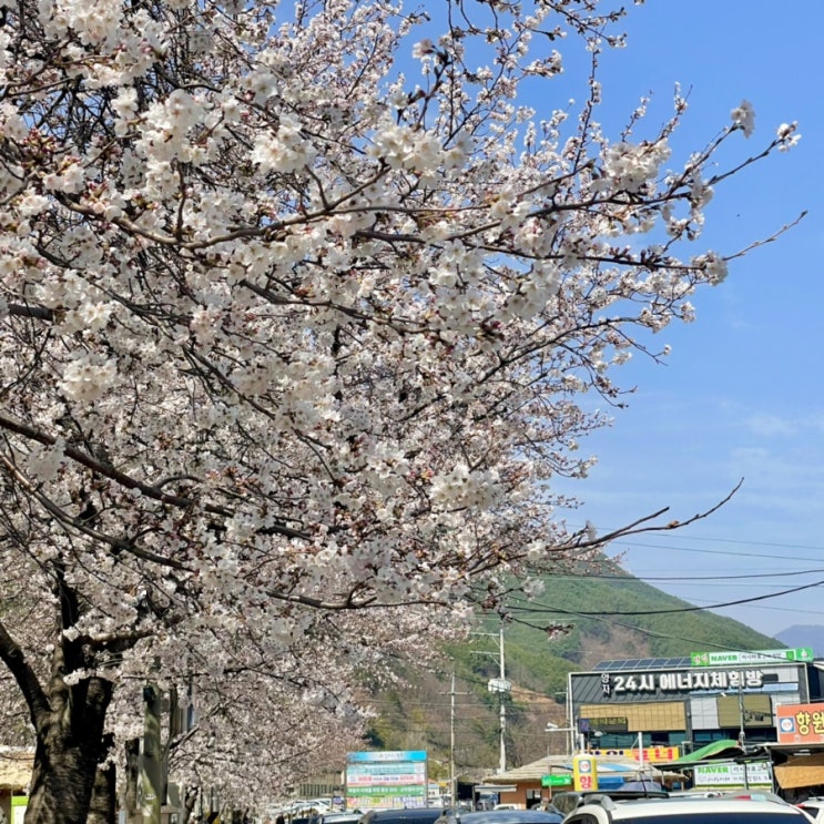 경남하동 벚꽃여행 십리벚꽃길 화개장터 쌍계사 입장료 봄 드라이브 여행 경남하동 벚꽃여행 십리벚꽃길 화개장터 쌍계사 입장료 봄 드라이브 여행