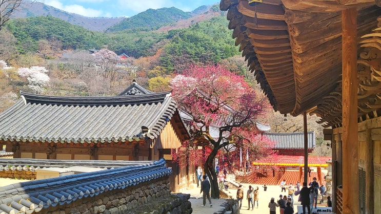  전남 구례 화엄사 홍매화, 벚꽃 개화 현황(4월 초)