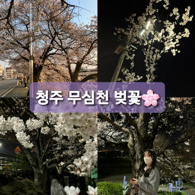  청주무심천 벚꽃현황 (2022/4/3일기준)
