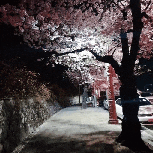  2022년 대구 벚꽃 만개 현재 상황! (대구여행)(1박2일)(이월드)(스포)(내돈내산)
