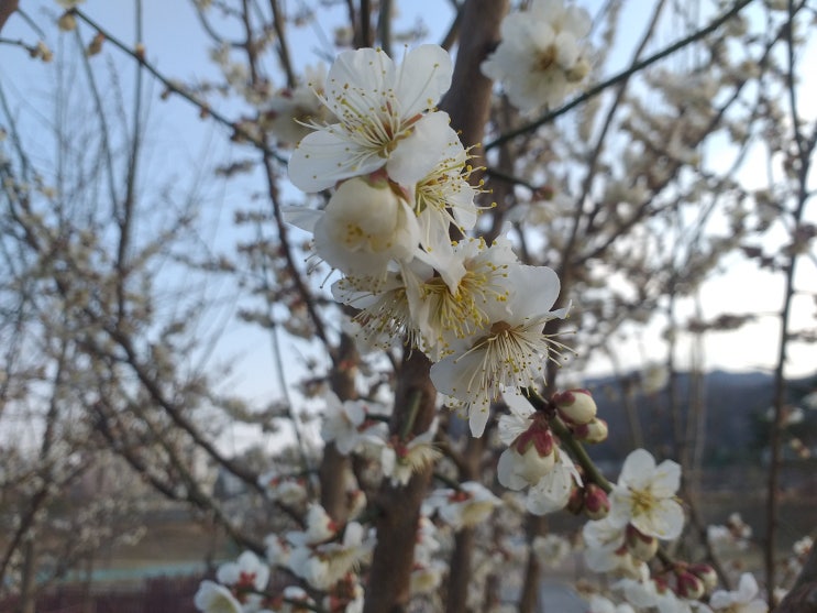  수변공원의 매화와 산수유