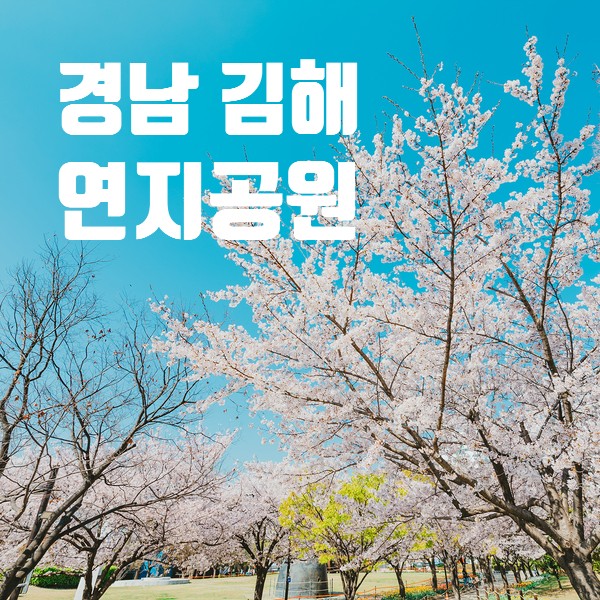 김해 연지공원 벚꽃 및 튤립 만개 주차장 안내
