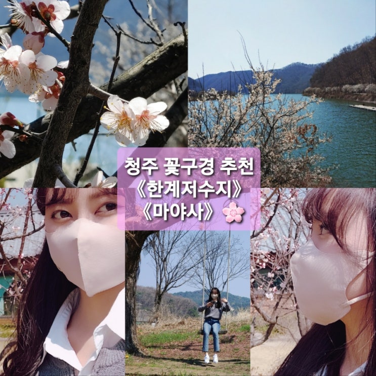  청주꽃구경《한계리저수지》&《마야사》 다녀왔어요!(feat.청주가볼만한곳)