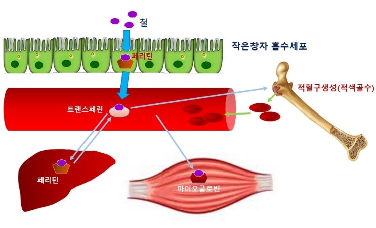  운동성빈혈, 그 원인과 대처, 체내철분저장량