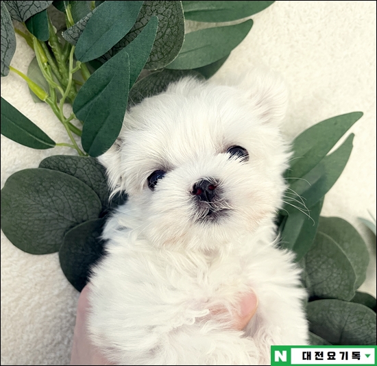  공주강아지분양 확실하게 건강했어요!