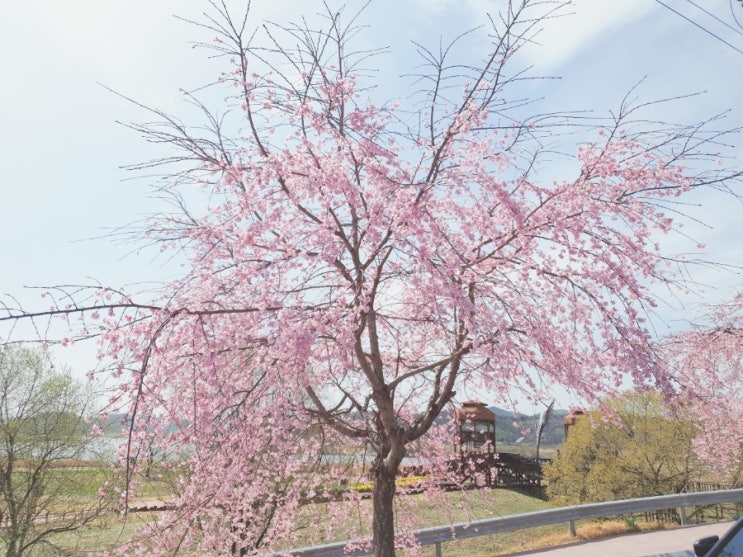 마산 창원 근처 드라이브 창녕남지 낙동강 남지 개비리길 벚꽃 마산 창원 근처 드라이브 창녕남지 낙동강 남지 개비리길 벚꽃