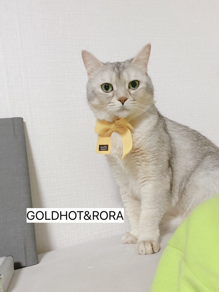  우리집 고양이 로라와 함께하는 일상