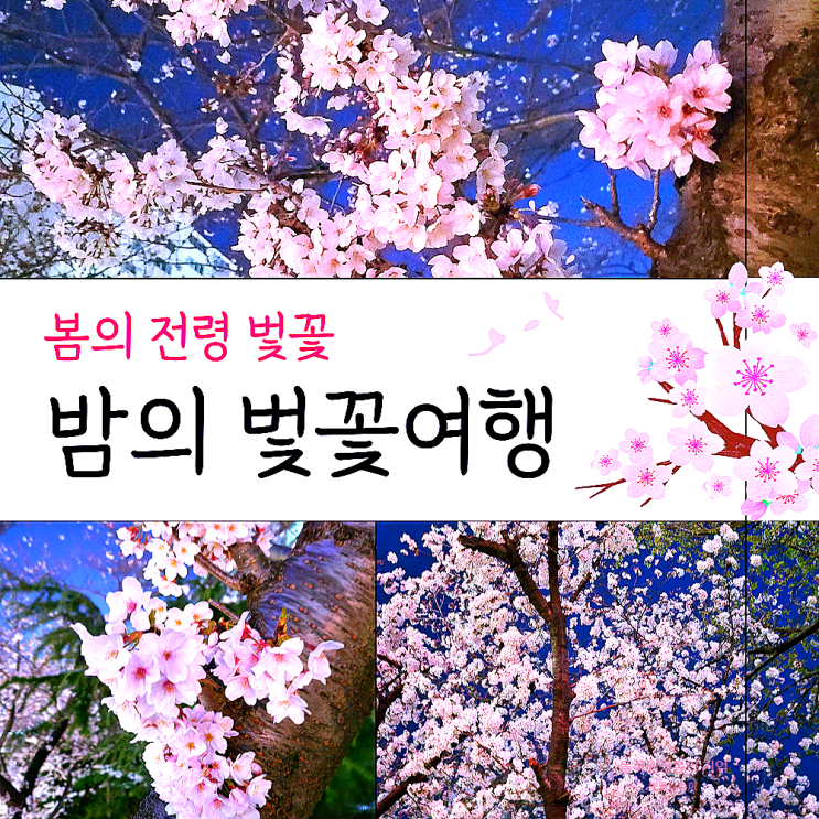  부산 해운대 저녁 퇴근길 벛꽃명소!