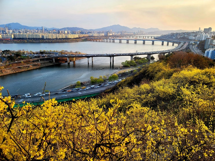  응봉산(개나리)에서 서울 숲, 청담대교까지 2시간