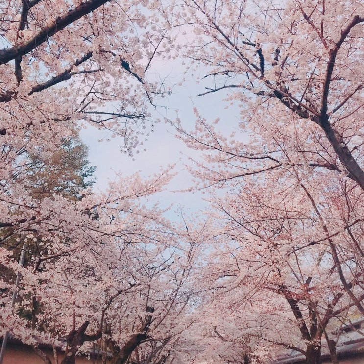 [랜선 타고 일본여행] 도요토미 히데요시가 사랑한 교토 벚꽃 명소 다이고지(醍醐寺)