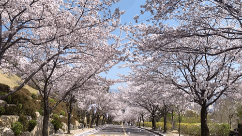 마산_벚꽃비 스팟 국립315민주묘지 바로 지금