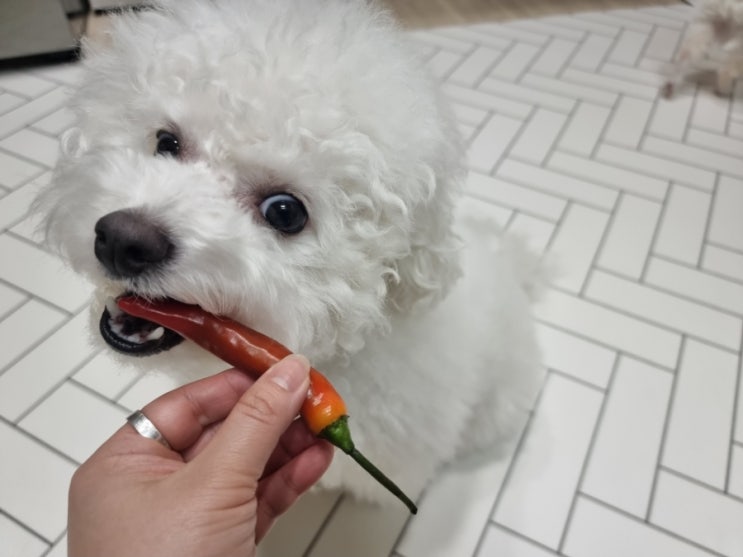  강아지 고추 먹었을 때 증상과 대처법