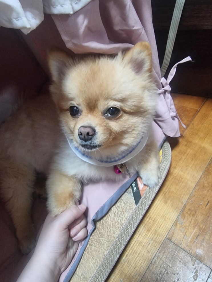  벚꽃같이 예쁜 사랑이 웃음