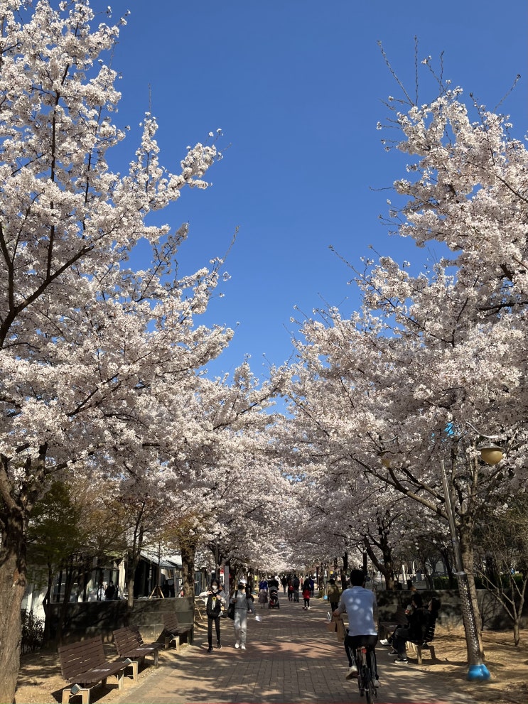  대구 조용한 벚꽃 명소 추천 :: 율하 반계근린공원 / 율하체육공원 벚꽃 피크닉