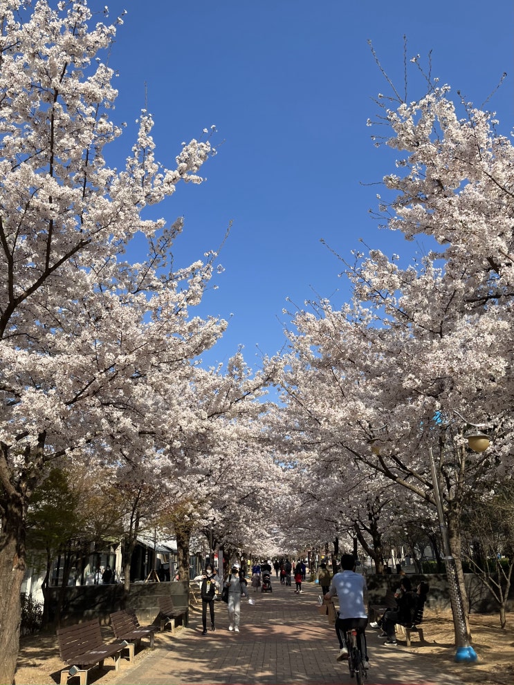 대구 조용한 벚꽃 명소 추천 :: 율하 반계근린공원 / 율하체육공원 벚꽃 피크닉