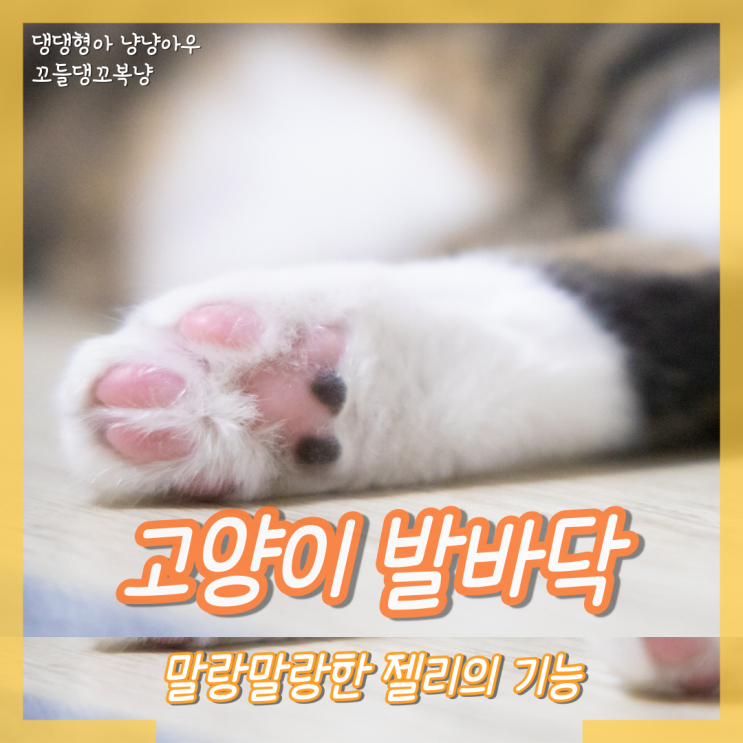 고양이 발바닥 실제 생활에서 유용한 젤리의 놀라운 기능