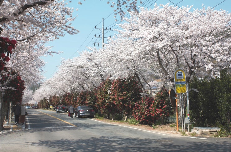 마산 가포 벚꽃 터널과 진동 광암 해수욕장 주도마을  해안산책로