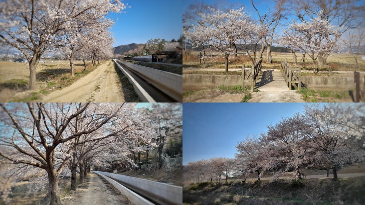 경주 벚꽃 산책하기 좋은 선덕여왕길, 개화 상황은?