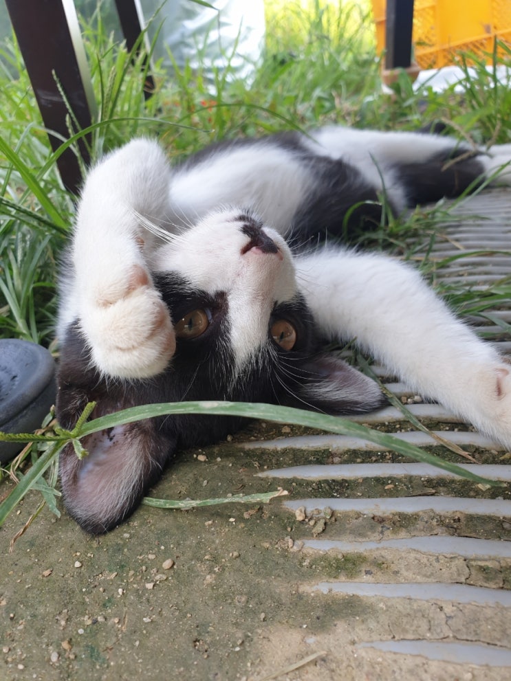  고양이