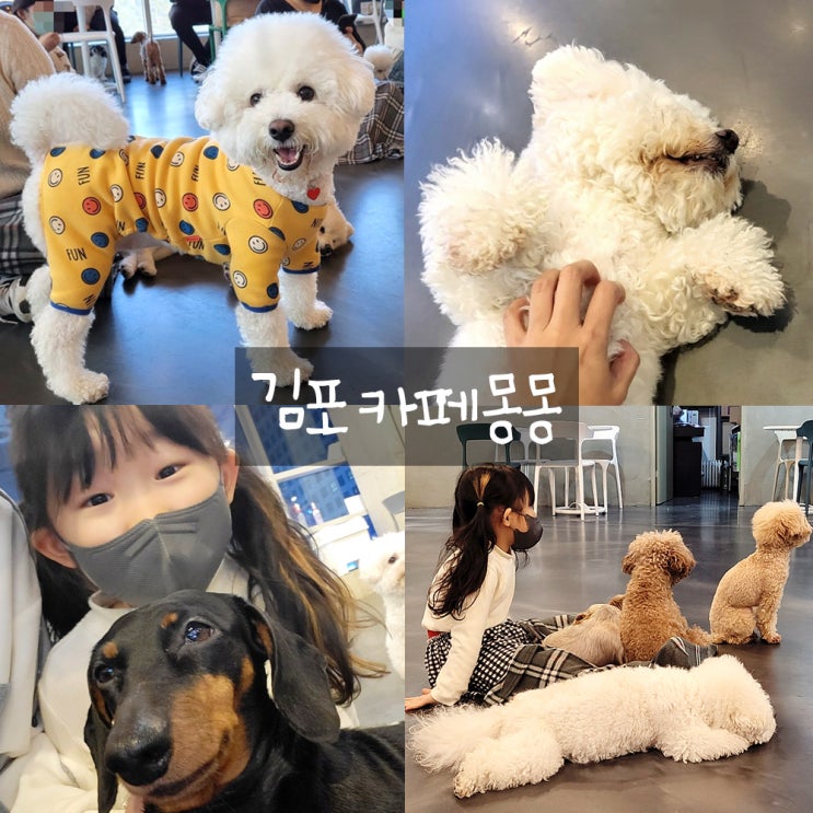 김포카페몽몽: 김포애견카페,무료사료주기체험,무료음료 김포카페몽몽: 김포애견카페,무료사료주기체험,무료음료