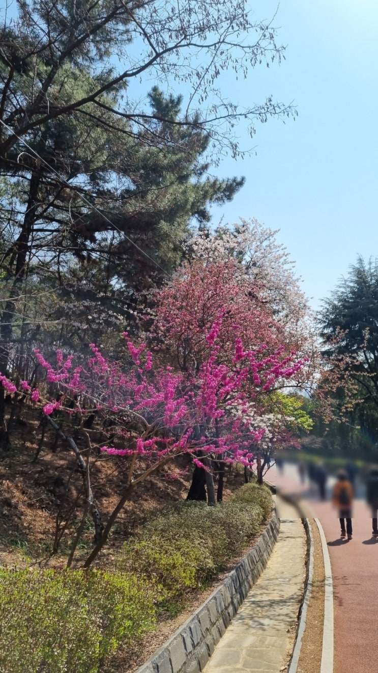  두류공원 현황(4/4일)-벚꽃은 이제 안녕~~