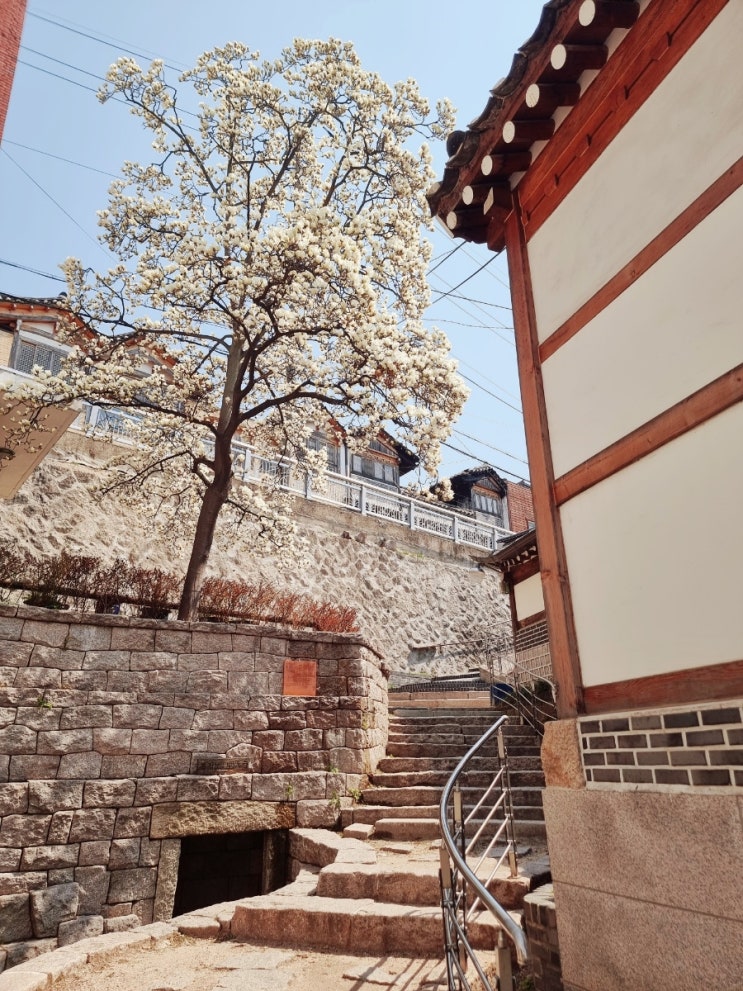  벚꽃구경