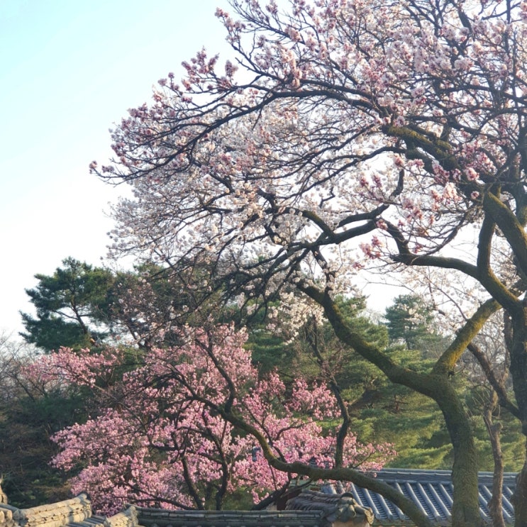  사월, 꽃대궐