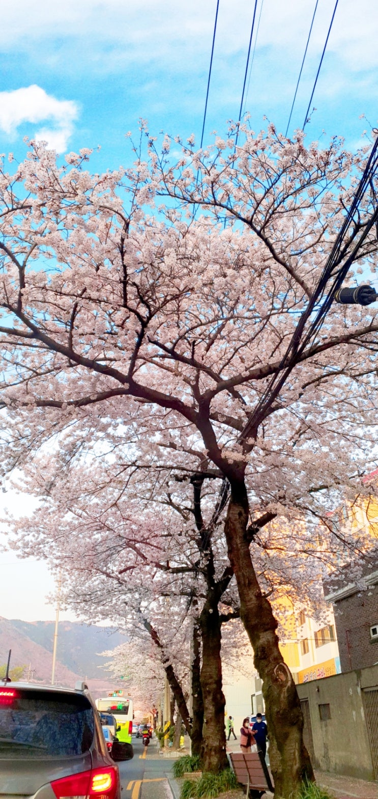 2022 진해벚꽃명소 여좌천다리 ,로망스다리 (진해군항제축제취소)