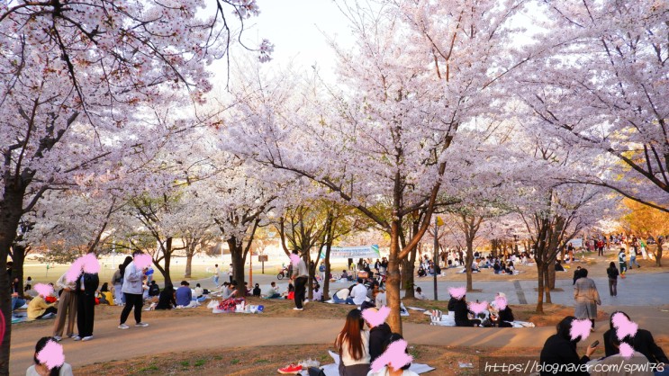 벚꽃 핀 두류공원 봄산책후기