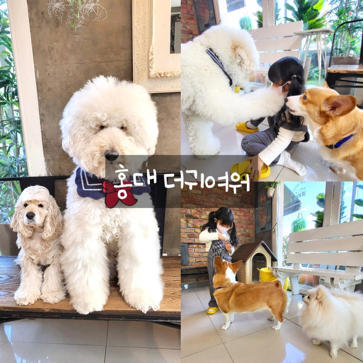 홍대 애견카페 더귀여워 : 입장료없는 강아지카페 홍대 애견카페 더귀여워 : 입장료없는 강아지카페